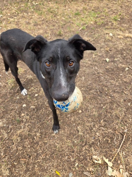 Judd - DOGWATCH dog rescue & rehoming Carousel 2