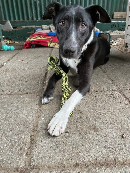 Judd - DOGWATCH dog rescue & rehoming Carousel 1