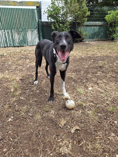 Judd - DOGWATCH dog rescue & rehoming Carousel 5