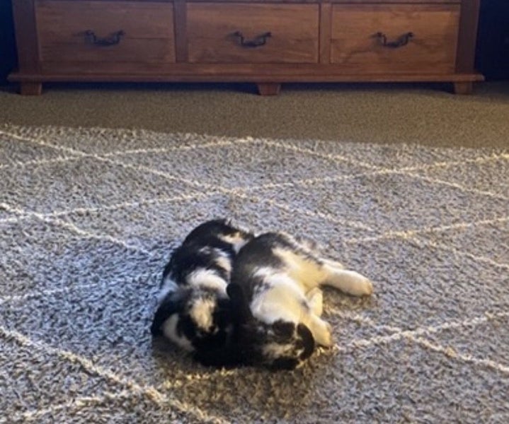 Mini lop rabbits x2 Carousel 2