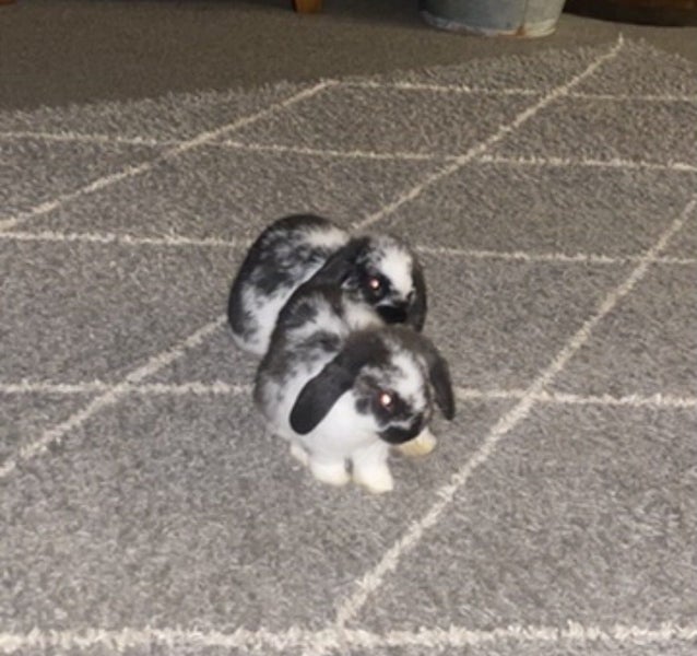 Mini lop rabbits x2 Carousel 1