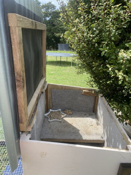 Mini lop rabbits x2 Carousel 8