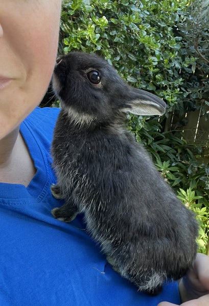 Netherland Dwarf Baby Rabbits Carousel 1