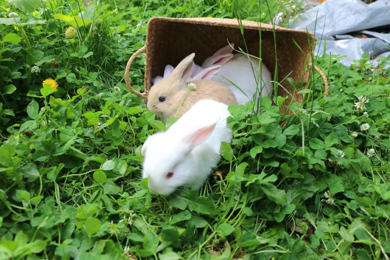 Mini Lop Bunnies (all female) Carousel 1