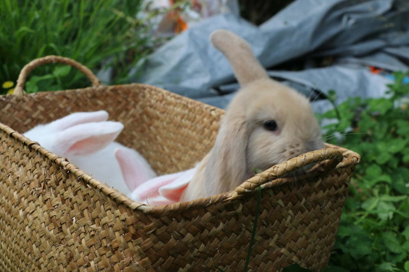 Mini Lop Bunnies (all female) Carousel 2