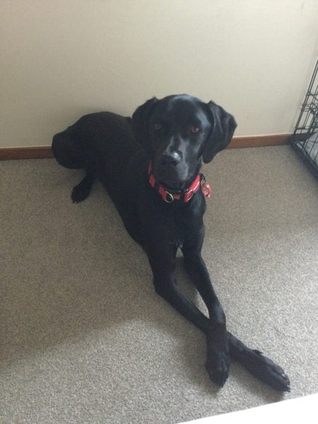 Free to a loving home a Labrador/German Short-haired Pointer Cross Carousel 1