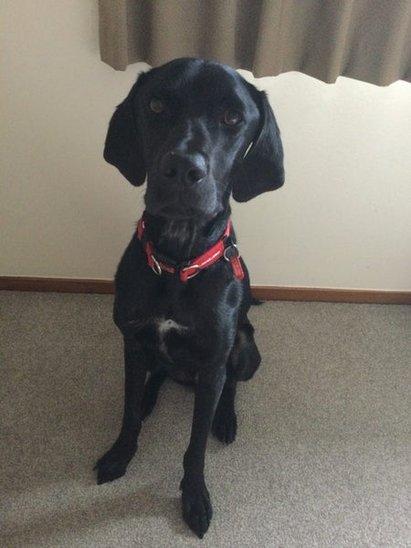 Free to a loving home a Labrador/German Short-haired Pointer Cross Carousel 2