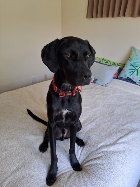 Free to a loving home a Labrador/German Short-haired Pointer Cross Carousel 4