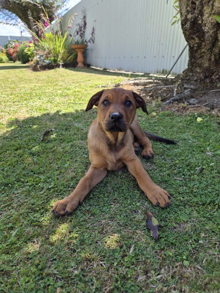 Moth - Chance 4 Change Carousel 2