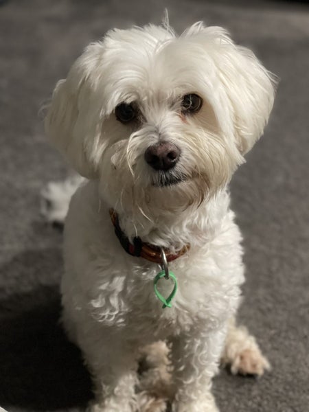 Maltese cross - rehoming Carousel 2