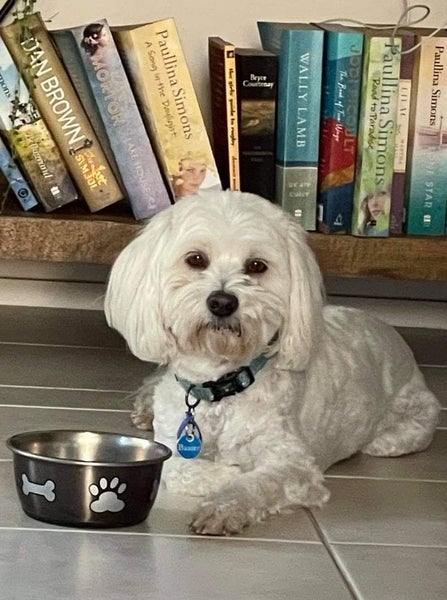 Maltese cross - rehoming Carousel 1