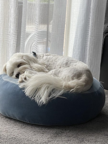 Maltese cross - rehoming Carousel 6