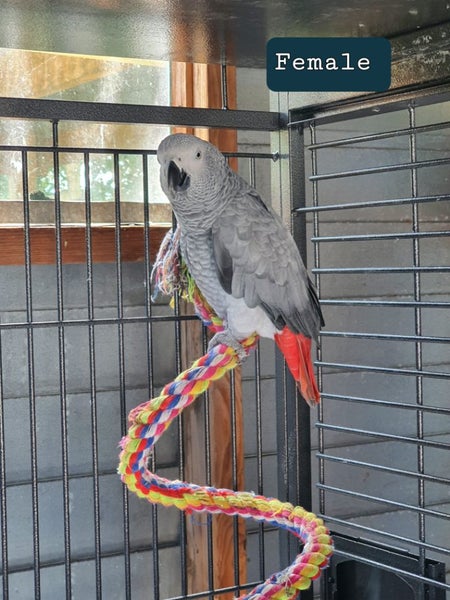 2 AFFRICAN GREY CONGO PARROT'S 4 SALE 1-MALE 1- FEMALE .PRICE PER EACH . Carousel 1