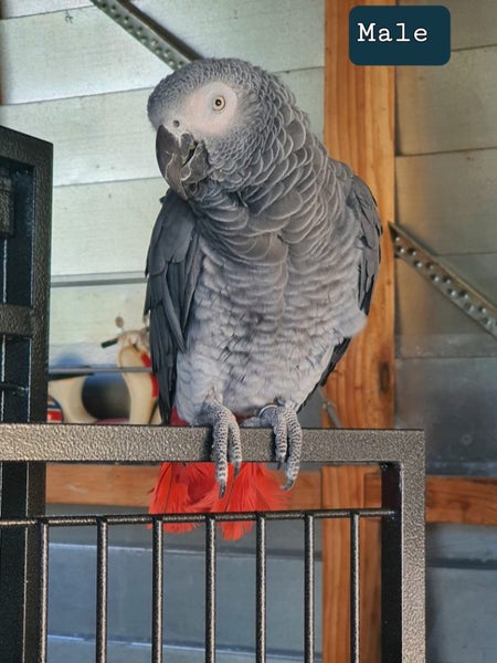 2 AFFRICAN GREY CONGO PARROT'S 4 SALE 1-MALE 1- FEMALE .PRICE PER EACH . Carousel 2