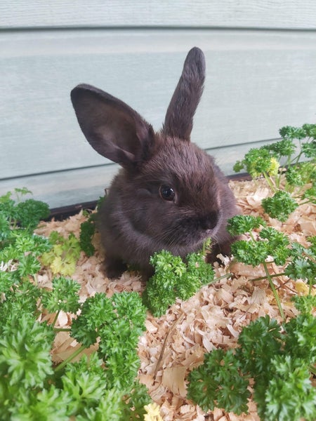 Mini Lop Rabbit kits Carousel 2