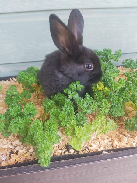 Mini Lop Rabbit kits Carousel 1