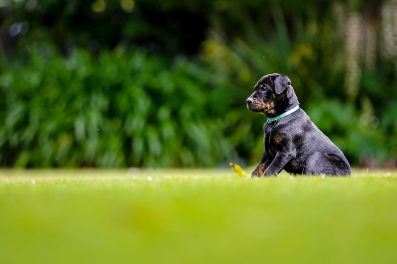 Dasher - Chance 4 Change Carousel 1