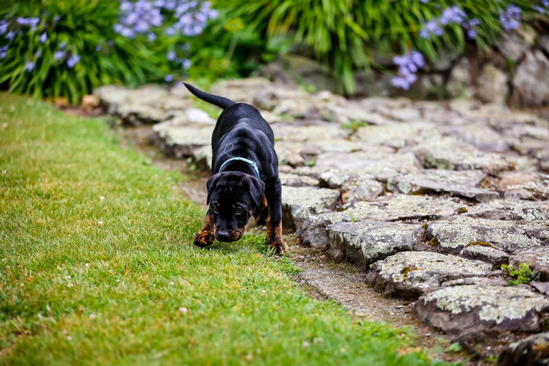 Dasher - Chance 4 Change Carousel 2