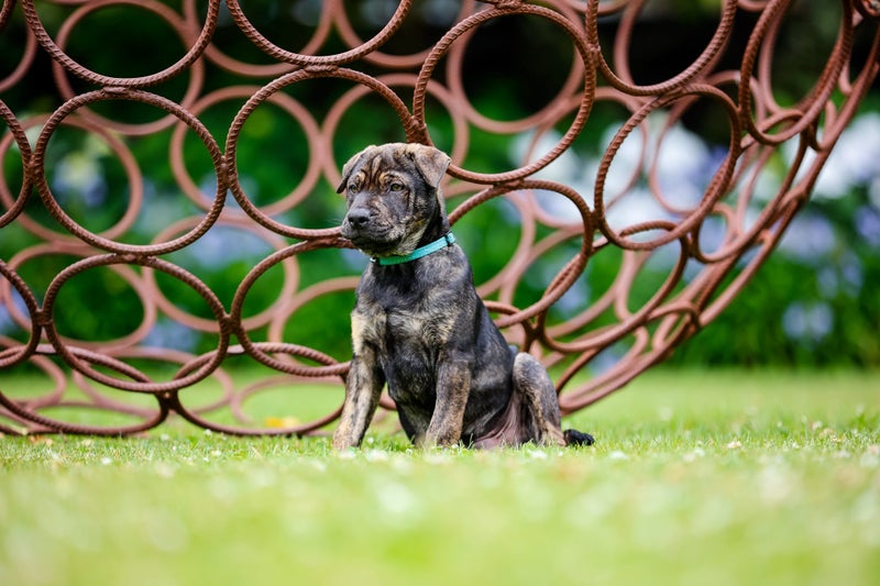 Chester - Chance 4 Change Carousel 2