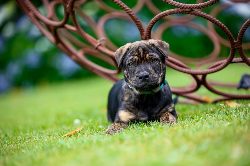 Chester - Chance 4 Change Carousel 7