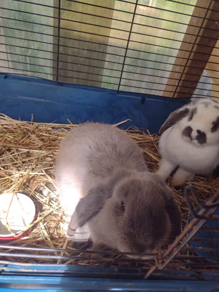 Bunny rabbit Carousel 2