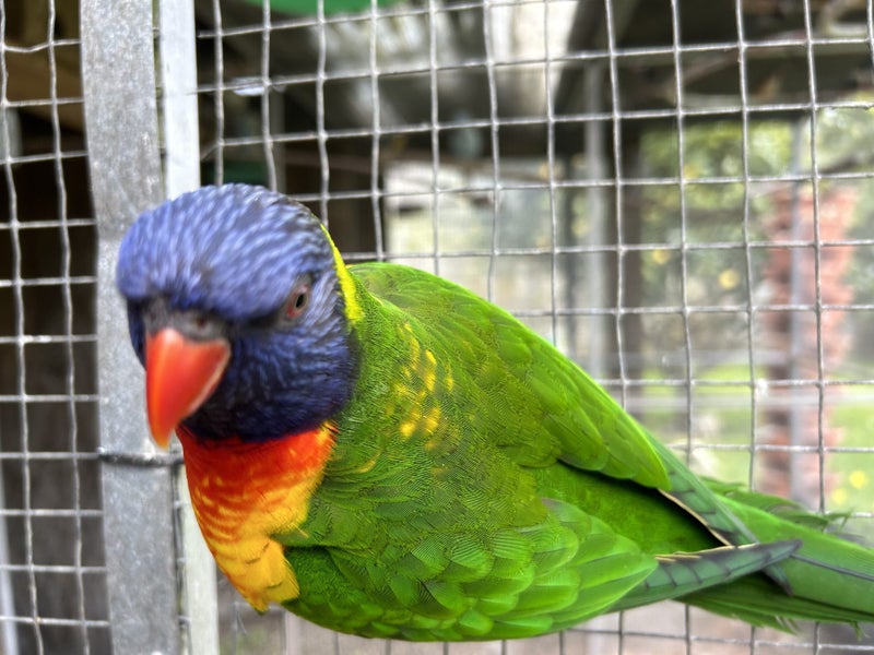 Lost Rainbow Lorikeet Carousel 2