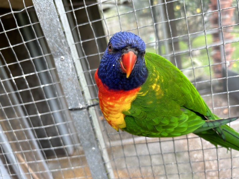 Lost Rainbow Lorikeet Carousel 3
