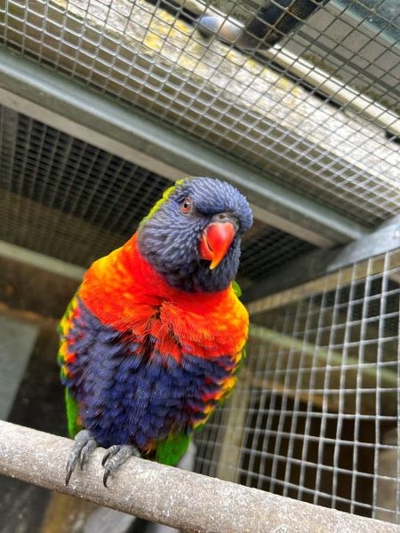 Lost Rainbow Lorikeet Carousel 1