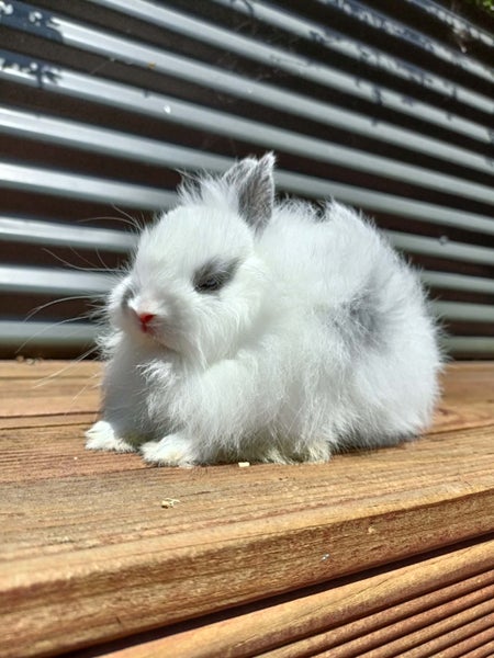 Adorable Purebred Baby Bunnies Carousel 1