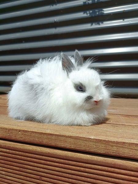 Adorable Purebred Baby Bunnies Carousel 2