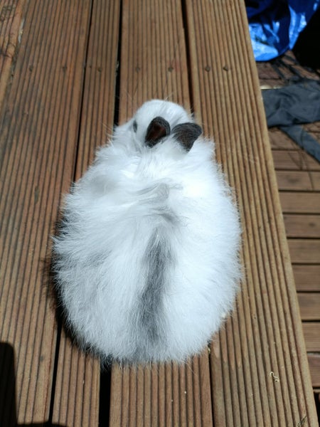 Adorable Purebred Baby Bunnies Carousel 3