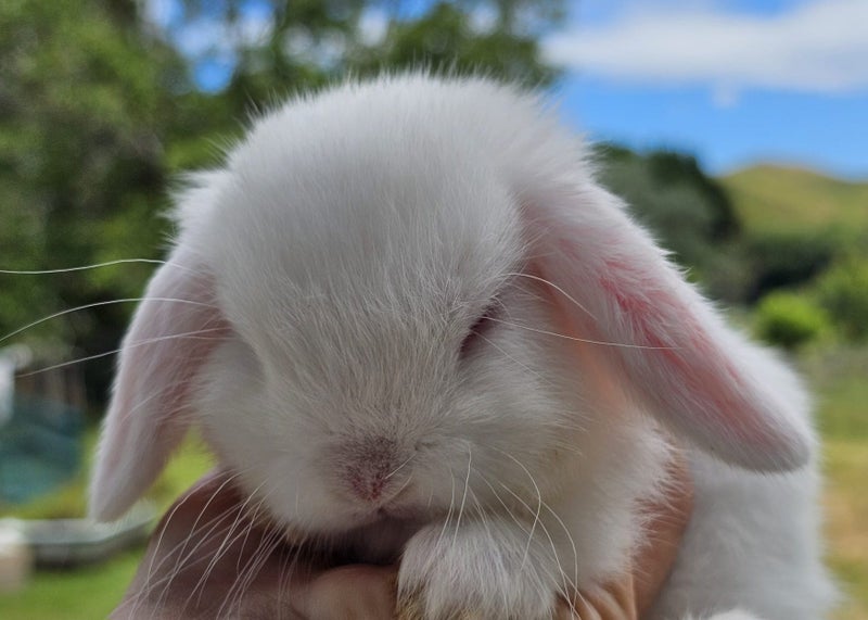 Purebred Mini Lop Baby Bunnies. Miniature Lops Available Carousel 2