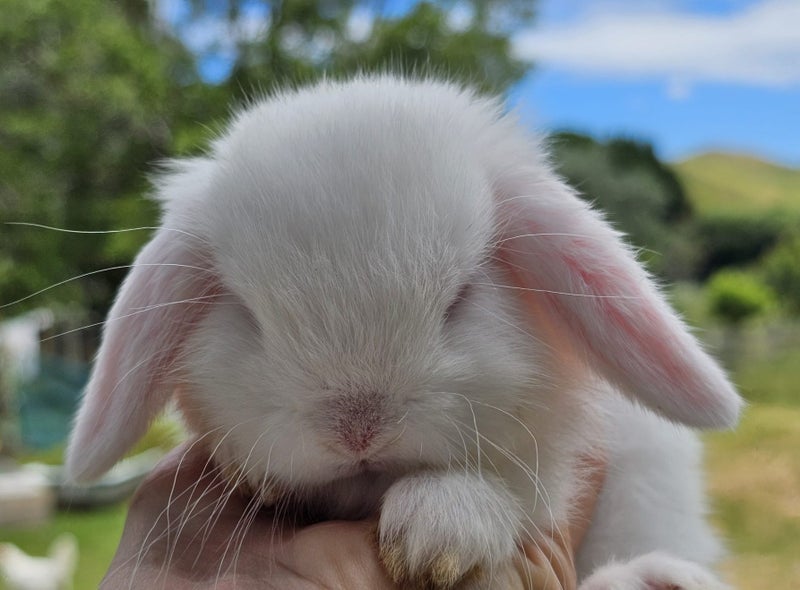 Purebred Mini Lop Baby Bunnies. Miniature Lops Available Carousel 1