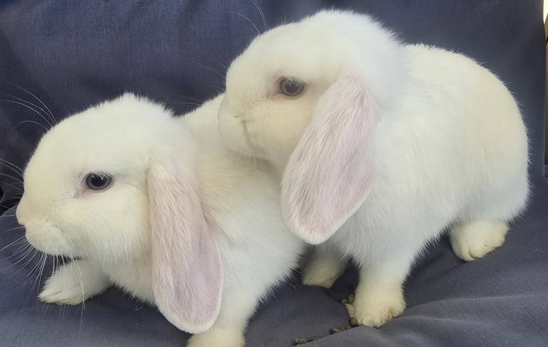 Purebred Minilops Carousel 1