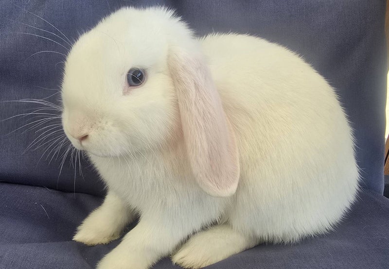 Purebred Minilops Carousel 2