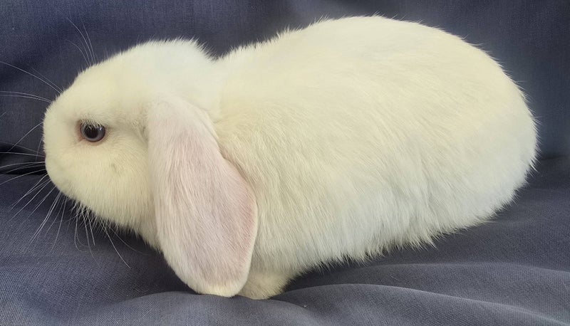 Purebred Minilops Carousel 3