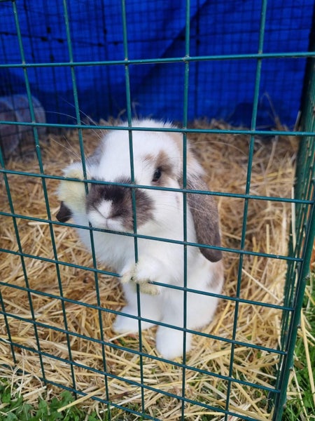 Minilop Rabbit Carousel 1