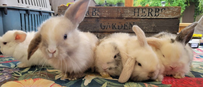 5 beautiful baby mini lop rabbits Carousel 2