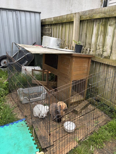 Mini lop bunny rabbits - everything you need Carousel 1