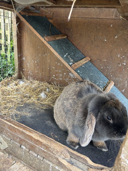 Mini lop bunny rabbits - everything you need Carousel 2