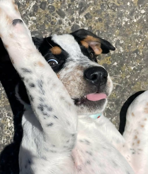 Peanut - Chance 4 Change Carousel 12