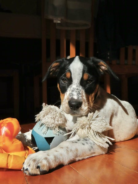 Peanut - Chance 4 Change Carousel 1