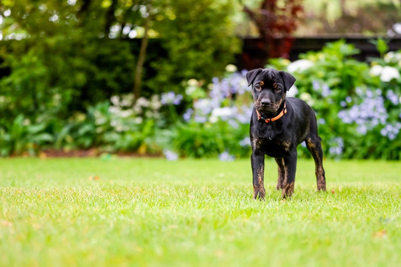 Rascal - Chance 4 Change Carousel 1