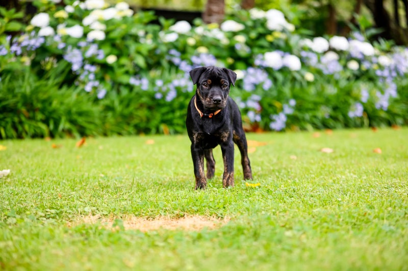 Rascal - Chance 4 Change Carousel 2