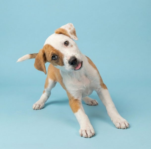 BEARDIE - 1 REMAINING!!! Carousel 1