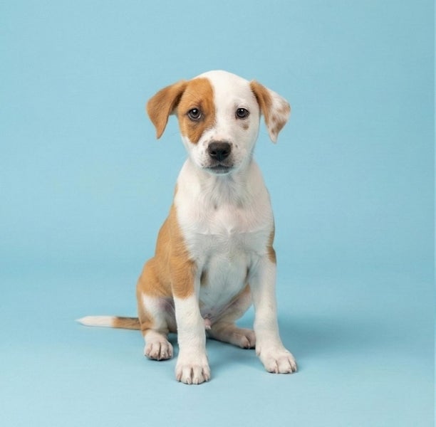 BEARDIE - 1 REMAINING!!! Carousel 2