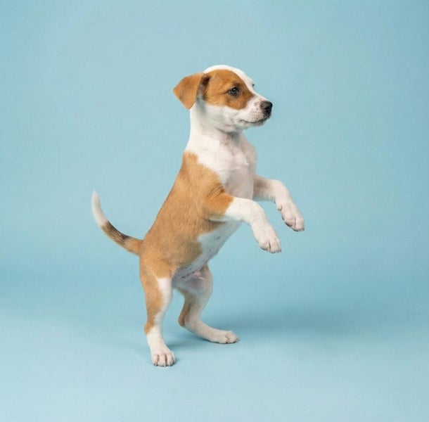 BEARDIE - 1 REMAINING!!! Carousel 4