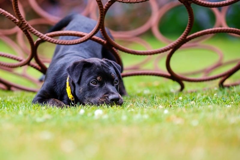 Belle - Chance 4 Change Carousel 1