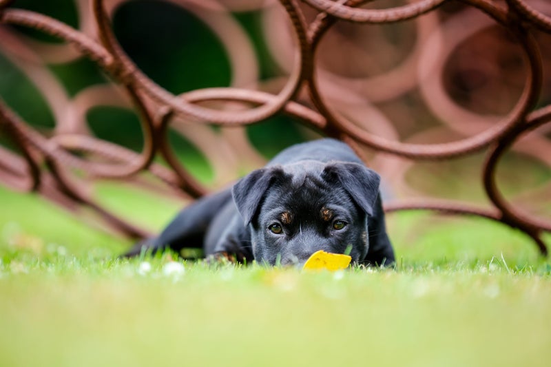 Belle - Chance 4 Change Carousel 2