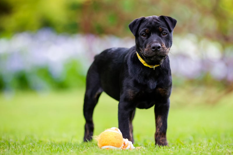 Belle - Chance 4 Change Carousel 7